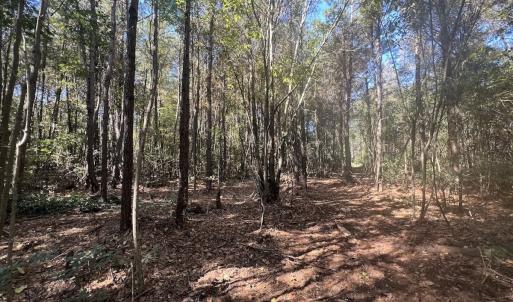 Photo #17 of SOLD property in Off Veaches Mill Road, Warsaw, NC 19.0 acres