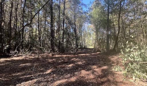 Photo #19 of SOLD property in Off Veaches Mill Road, Warsaw, NC 19.0 acres