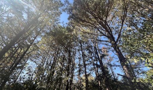 Photo #20 of SOLD property in Off Veaches Mill Road, Warsaw, NC 19.0 acres