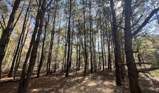 Photo #21 of SOLD property in Off Veaches Mill Road, Warsaw, NC 19.0 acres
