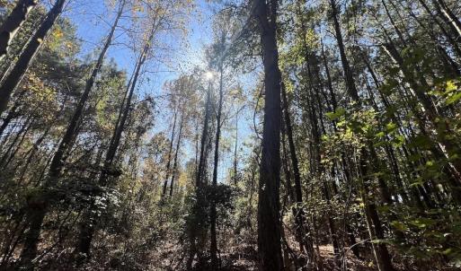 Photo #22 of SOLD property in Off Veaches Mill Road, Warsaw, NC 19.0 acres