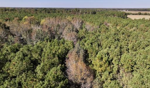 Photo #4 of SOLD property in Off Veaches Mill Road, Warsaw, NC 19.0 acres