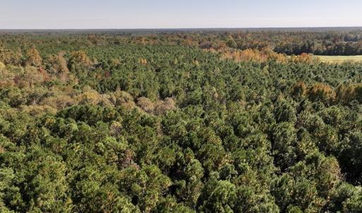 Photo #6 of SOLD property in Off Veaches Mill Road, Warsaw, NC 19.0 acres