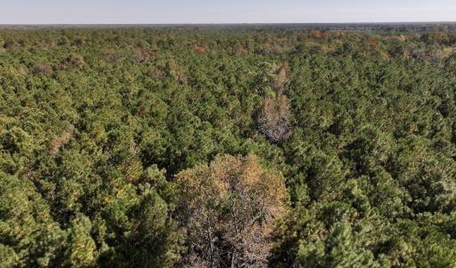Photo #10 of SOLD property in Off Veaches Mill Road, Warsaw, NC 19.0 acres