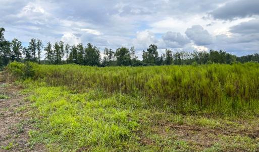 Photo #6 of SOLD property in 1804 OFF E/S, Old Chinquapin Road, Beulaville, NC 28.4 acres