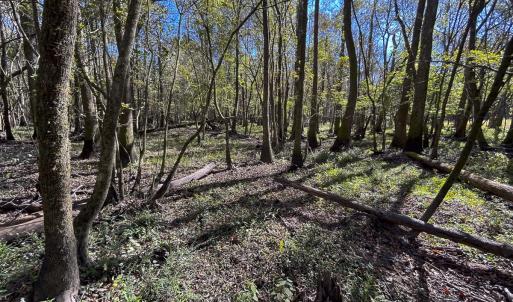Photo #11 of SOLD property in 1804 OFF E/S, Old Chinquapin Road, Beulaville, NC 28.4 acres
