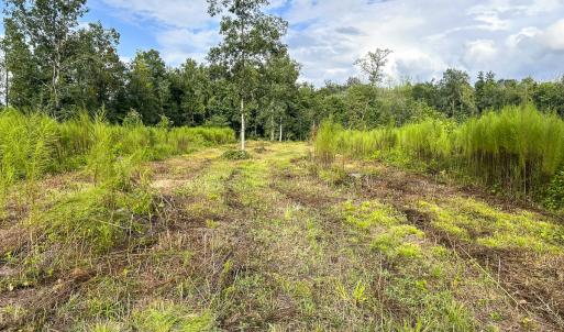 Photo #14 of SOLD property in 1804 OFF E/S, Old Chinquapin Road, Beulaville, NC 28.4 acres