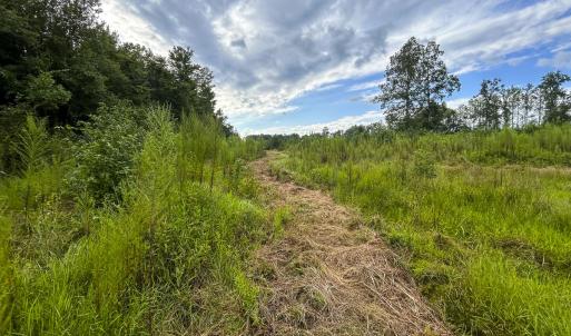 Photo #18 of SOLD property in 1804 OFF E/S, Old Chinquapin Road, Beulaville, NC 28.4 acres