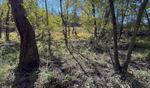 Photo #27 of SOLD property in 1804 OFF E/S, Old Chinquapin Road, Beulaville, NC 28.4 acres