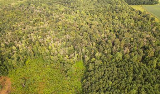 Photo #34 of SOLD property in 1804 OFF E/S, Old Chinquapin Road, Beulaville, NC 28.4 acres