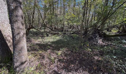 Photo #35 of SOLD property in 1804 OFF E/S, Old Chinquapin Road, Beulaville, NC 28.4 acres