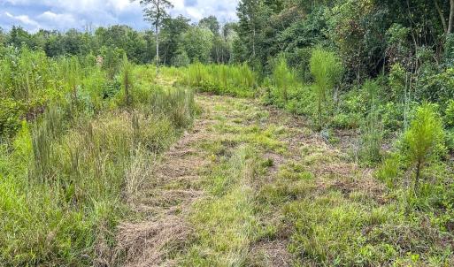 Photo #44 of SOLD property in 1804 OFF E/S, Old Chinquapin Road, Beulaville, NC 28.4 acres