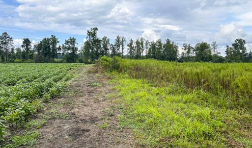 Photo #51 of SOLD property in 1804 OFF E/S, Old Chinquapin Road, Beulaville, NC 28.4 acres