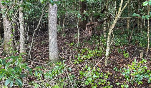 Photo #55 of SOLD property in 1804 OFF E/S, Old Chinquapin Road, Beulaville, NC 28.4 acres