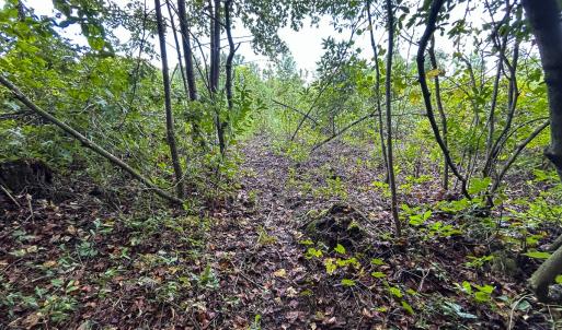 Photo #56 of SOLD property in 1804 OFF E/S, Old Chinquapin Road, Beulaville, NC 28.4 acres