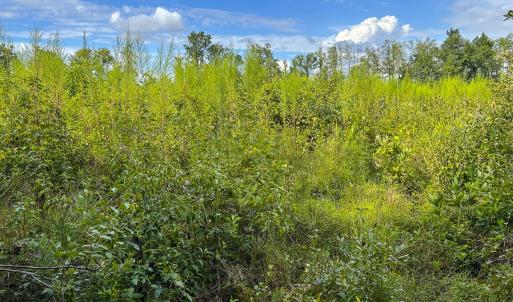 Photo #62 of SOLD property in 1804 OFF E/S, Old Chinquapin Road, Beulaville, NC 28.4 acres