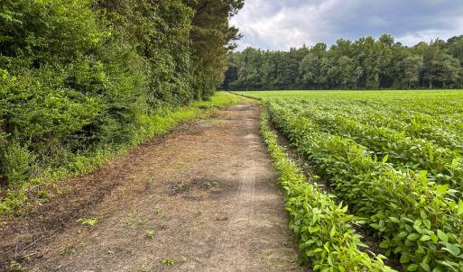 Photo #64 of SOLD property in 1804 OFF E/S, Old Chinquapin Road, Beulaville, NC 28.4 acres