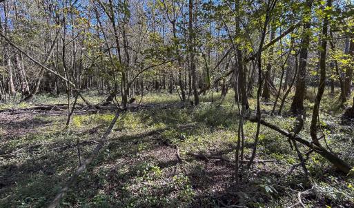 Photo #69 of SOLD property in 1804 OFF E/S, Old Chinquapin Road, Beulaville, NC 28.4 acres