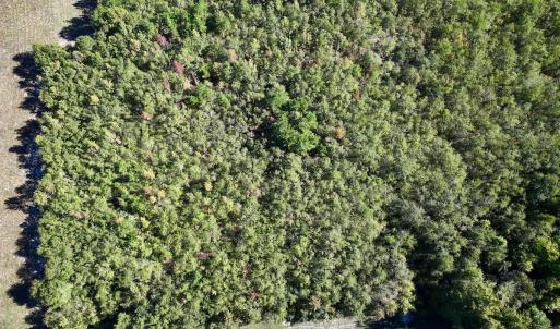 Photo #13 of SOLD property in Off River Road, Vanceboro, NC 29.9 acres