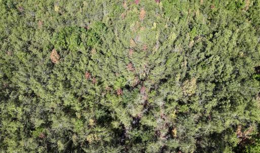 Photo #15 of SOLD property in Off River Road, Vanceboro, NC 29.9 acres