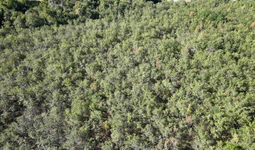 Photo #16 of SOLD property in Off River Road, Vanceboro, NC 29.9 acres