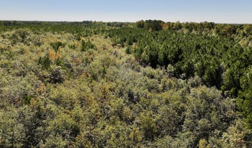 Photo #10 of Off Bay Bush Road, Vanceboro, NC 62.0 acres