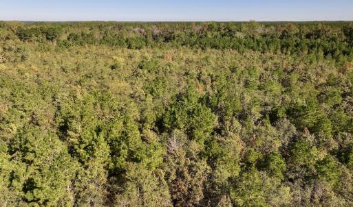 Photo #12 of Off Bay Bush Road, Vanceboro, NC 62.0 acres