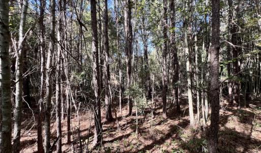 Photo #18 of Off Bay Bush Road, Vanceboro, NC 62.0 acres