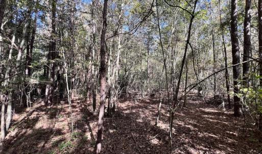 Photo #20 of Off Bay Bush Road, Vanceboro, NC 62.0 acres