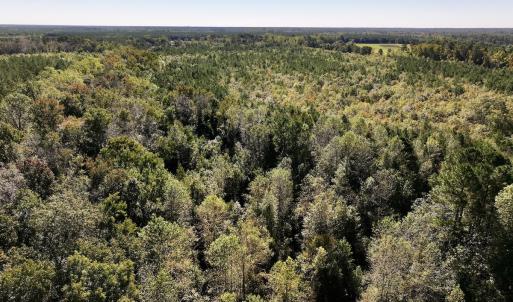 Photo #8 of Off Bay Bush Road, Vanceboro, NC 62.0 acres
