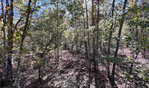 Photo #22 of Off Bay Bush Road, Vanceboro, NC 62.0 acres