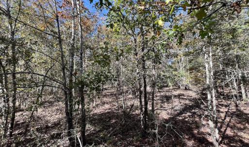 Photo #24 of Off Bay Bush Road, Vanceboro, NC 62.0 acres
