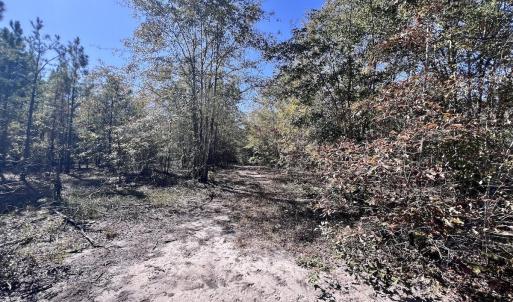 Photo #25 of Off Bay Bush Road, Vanceboro, NC 62.0 acres