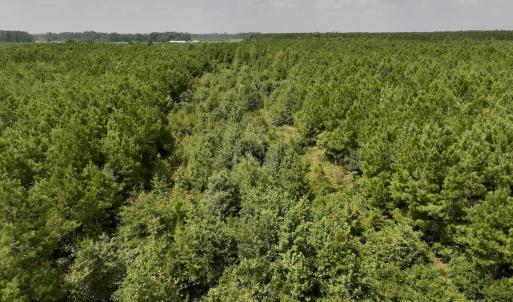 Photo #10 of SOLD property in Off River Road, Vanceboro, NC 66.0 acres