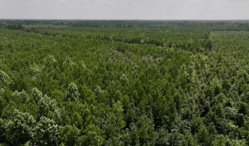 Photo #13 of SOLD property in Off River Road, Vanceboro, NC 66.0 acres