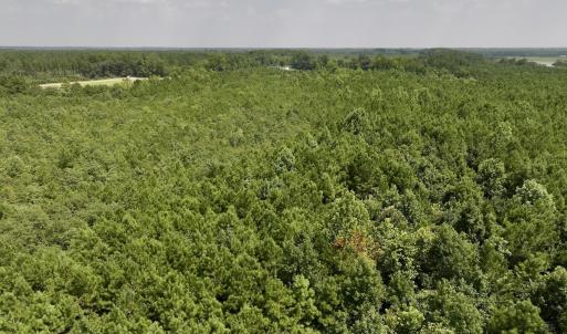 Photo #14 of SOLD property in Off River Road, Vanceboro, NC 66.0 acres