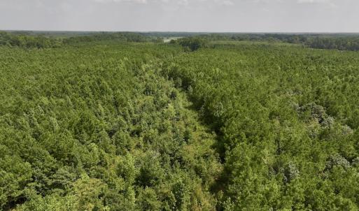 Photo #15 of SOLD property in Off River Road, Vanceboro, NC 66.0 acres