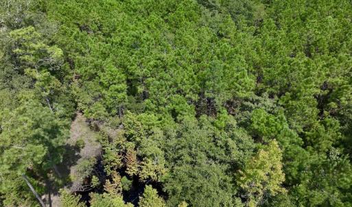 Photo #16 of SOLD property in Off River Road, Vanceboro, NC 66.0 acres
