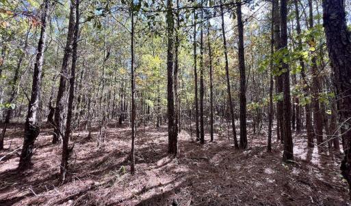 Photo #19 of SOLD property in Off River Road, Vanceboro, NC 66.0 acres