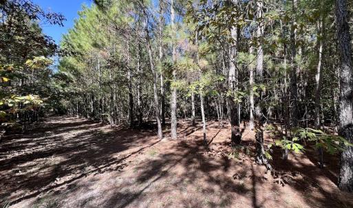 Photo #20 of SOLD property in Off River Road, Vanceboro, NC 66.0 acres