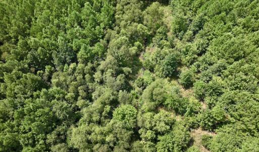 Photo #8 of SOLD property in Off River Road, Vanceboro, NC 66.0 acres