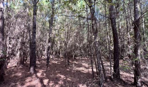 Photo #22 of SOLD property in Off River Road, Vanceboro, NC 66.0 acres