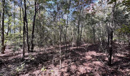 Photo #24 of SOLD property in Off River Road, Vanceboro, NC 66.0 acres