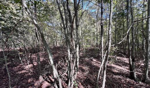 Photo #25 of SOLD property in Off River Road, Vanceboro, NC 66.0 acres