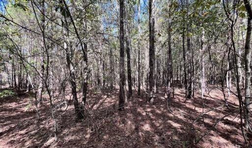 Photo #26 of SOLD property in Off River Road, Vanceboro, NC 66.0 acres