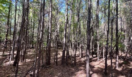 Photo #27 of SOLD property in Off River Road, Vanceboro, NC 66.0 acres