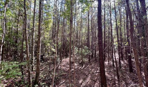 Photo #28 of SOLD property in Off River Road, Vanceboro, NC 66.0 acres