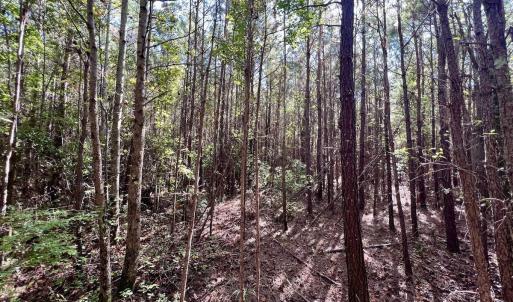 Photo #29 of SOLD property in Off River Road, Vanceboro, NC 66.0 acres