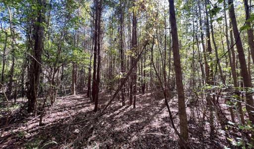 Photo #30 of SOLD property in Off River Road, Vanceboro, NC 66.0 acres