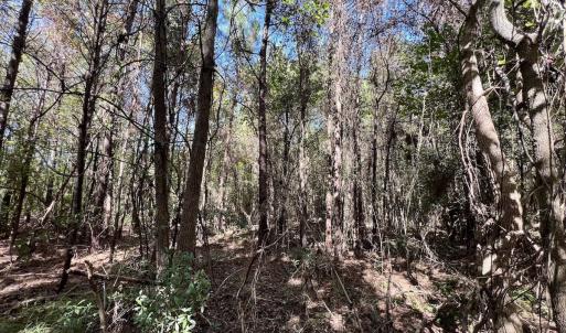 Photo #31 of SOLD property in Off River Road, Vanceboro, NC 66.0 acres